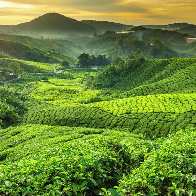 Pahang (a state in Malaysia)